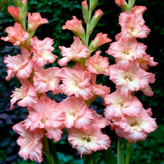 Monte Gordo gladiolus - stor pakke! - 50 stk.
