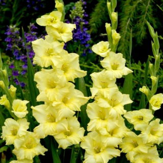 Gladiolus Morning Gold - pacote grande! - 50 peças