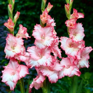 Mr Sandman gladiolus - 5 pcs