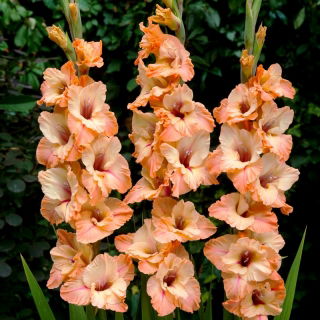 Sabor gladiolus - iso paketti! -50 kpl