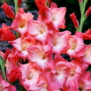 Sen gladiolus - 5 ks