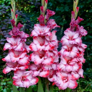 Gladiola lui Ted Trump - 5 buc.