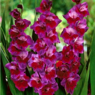 Gladiolus Velvet Eyes - 5 kom