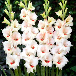 Candy Bar gladiolus - stor pakke! - 50 stk