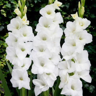 Tibet gladiolus - 5 stk.