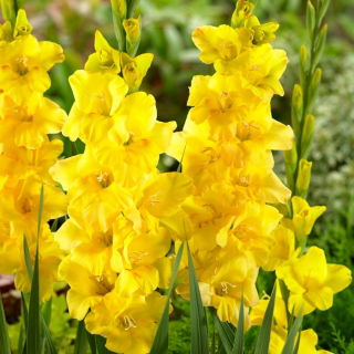 Golden Sunrise Gladiolus - Großes Paket! - 50 Stück - 