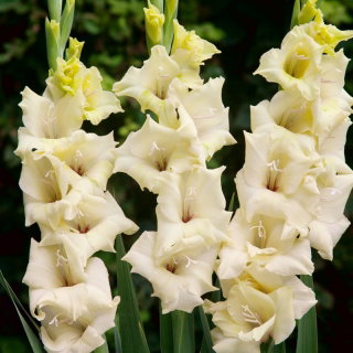 Gladiolus Rivendell - pachet mare! - 50 buc.