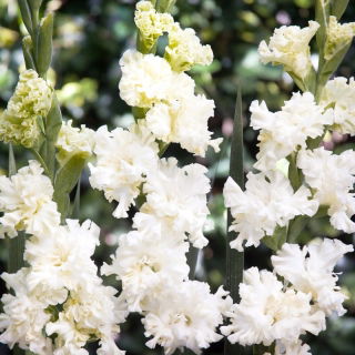 Blæksprutte gladiolus - 5 stk.