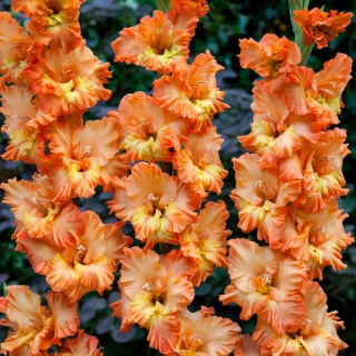 Princess Ruffle gladiolos - 5 piezas
