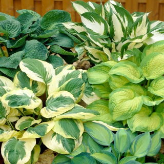 Hosta - sortblandning med olikfärgade blad; groblad lilja