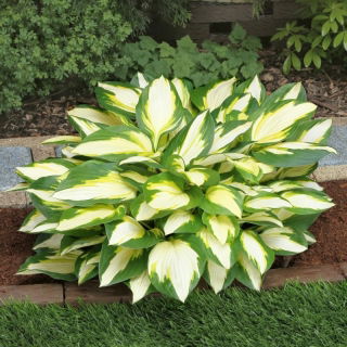 Color Festival hosta, útifű liliom - háromszínű levelek
