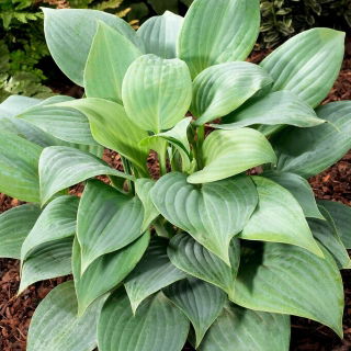 Hosta azul perfumado, lírio de banana - uma variedade perfumada