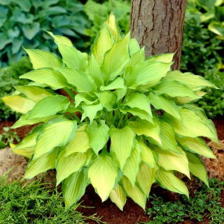 Lady Guinevere hosta, útifű liliom - sötét rózsaszín virág