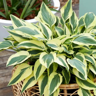 Lakeside Dragonfly hosta, plantain lily