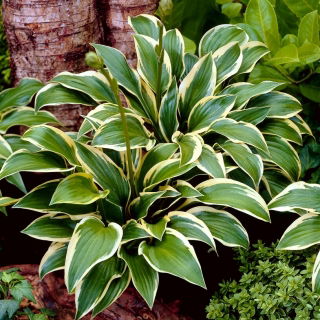Dronning Josephine hosta, grobladlilje