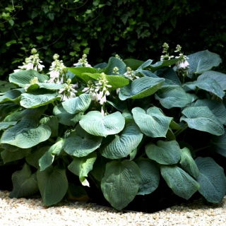 Hosta Kingsize, crin de pătlagină - frunze de mărime XL - pachet mare! - 10 buc.
