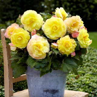 Superba Begonia jaune a grandes fleurs - fleurs jaunes - 2 pcs