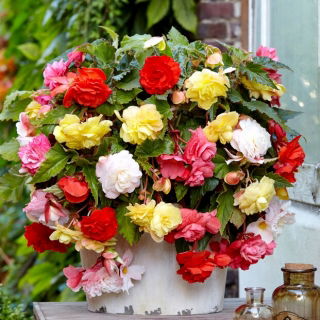 Begonia profumata - mix di colori - 2 pz
