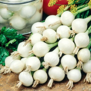 Cebolla De Barletta - variedad blanca, temprana, suave y ligeramente dulce - 