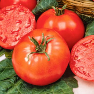 Belladona F1 tomat - en tidig växthusvariant, fri från tomatgul axelstörning - professionella frön för alla - 