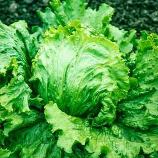 Salata iceberg Glassica F1 - pentru cultivare in camp - seminte profesionale pentru toata lumea - 