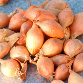Ceapa primavara Sopelek - bulbi alungiti - 10 kg