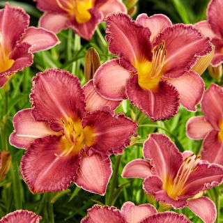 Chicago Knobby daylily