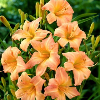 Children's Festival daylily