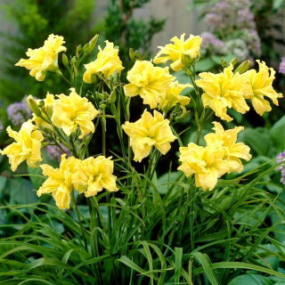 Double River Wye daylily