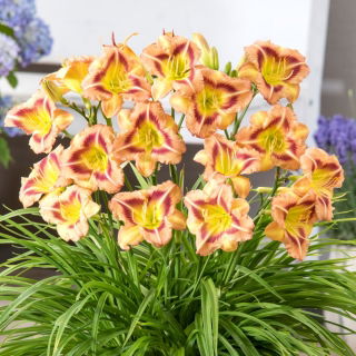 London Eye daylily - large package! - 10 pcs