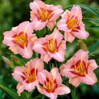 Longfields Glory daylily