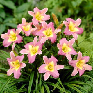 Nile Crane daylily - pachet mare! - 10 buc.