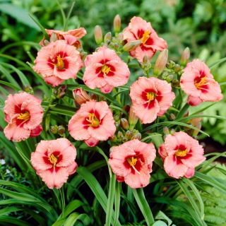 Siloam Ribbon Candy daylily