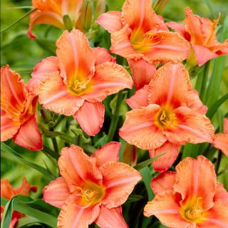 South Seas daylily - large package! - 10 pcs