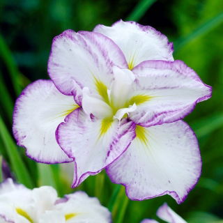 Vacsoratál Tiramisu japán írisz (Iris ensata)