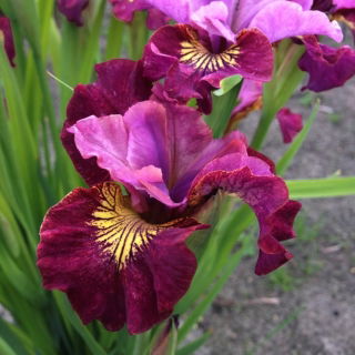 Miss Apple Iris de Siberie; drapeau siberien