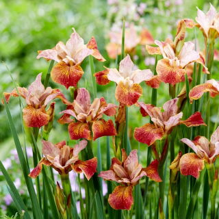 Paprikash Siberian iris, Siberian flag - large package! - 10 pcs