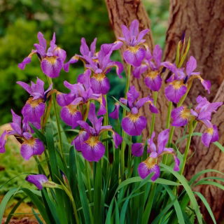 Glittrande Rose Siberian iris, Sibirisk flagga