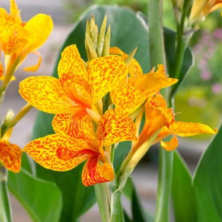 Tenerife canna lily - pacote grande! - 10 pcs.