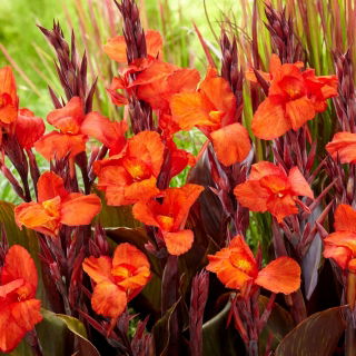 Cleopatra Red canna liliom - nagy csomag! - 10 db.
