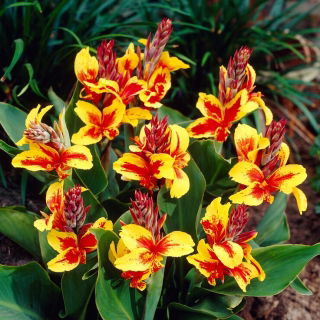 Lys Canna Reine Charlotte