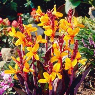 Semaphore canna lily - gros paquet ! - 10 pieces