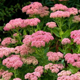 Rozchodník nápadný - Sedum spectabile - sazenice - velké balení! - 10 ks.; ledovka, motýl rozchodník