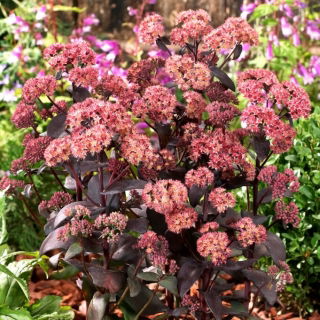 José Aubergine stonecrop - Sedum - seedling - large package! - 10 pcs