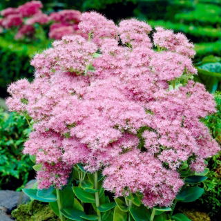 Rozchodník brilantný - Sedum - semiačka - veľké balenie! - 10 ks