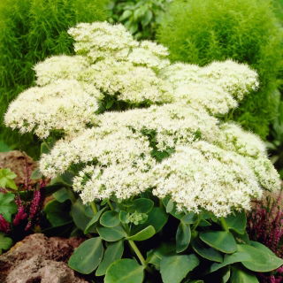 Rozchodník hviezdny - Sedum - semiačka - veľké balenie! - 10 ks