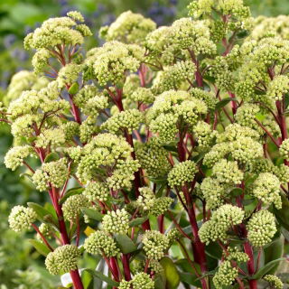 Summer Surprise orpine - Sedum - zaailing; leven lang, kikkerbuik, harpspelende Johnny, eeuwig leven, eeuwig leven, midzomermannen, Orphan John, heksengeldzakken - 