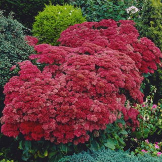 Munstead Dark Red orpine - Sedum - seedling