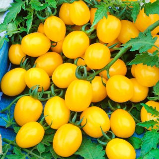 Kirschtomaten - Cytrynek Groniasty - Winzige, gelbe Freuden, mit reichhaltiger Ernte - Samen