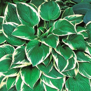 Fortunei Francee hosta, weegbree lelie - groot pakket! - 10 stuks - 